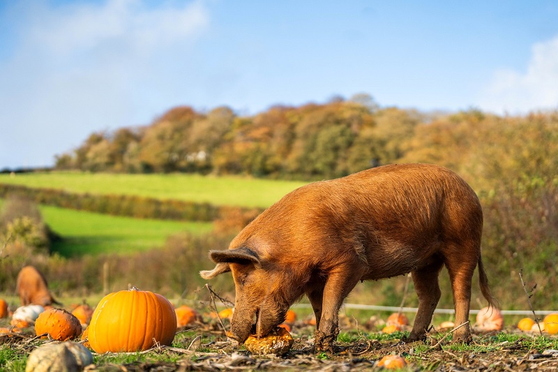 Pig with muddy hooves eating pumpkins in a sunny field.